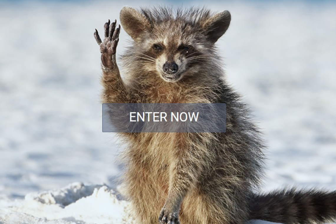 Comedy Wildlife Photography Awards seek entries